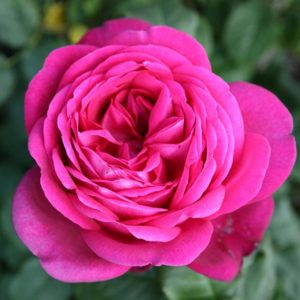 PARFUM DE HONFLEUR ® Tan 04179