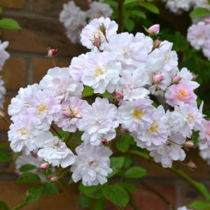PAUL’S HIMALAYAN MUSK CLING