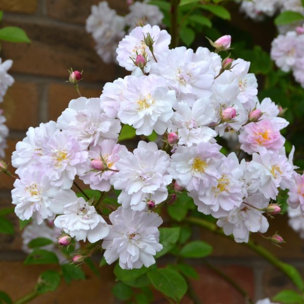 PAUL'S HIMALAYAN MUSK CLING
