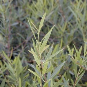 Phillyrea Angustifolia