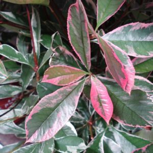 Pink marble ® ‘Cassini’