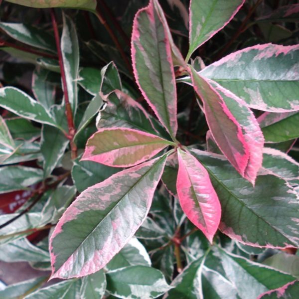 Pink marble ® 'Cassini'