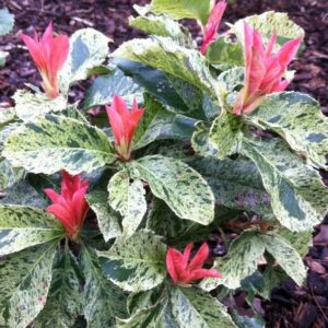 Photinia serratifolia Pink Crispy ®