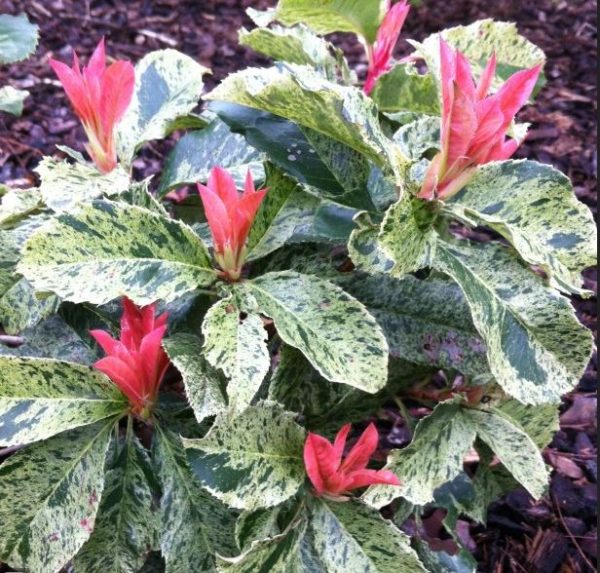 Photinia serratifolia Pink Crispy ®