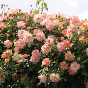 PHYLLIS BIDE CLING
