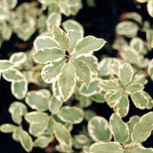 Tenuifolium ‘Variegatum’