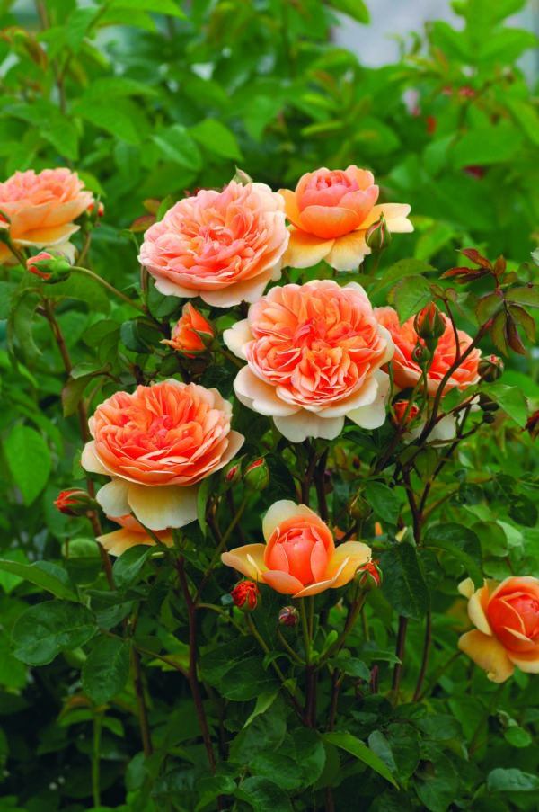 PORT SUNLIGHT ® Auslofty