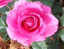 PRINCESS ALEXANDRA RENAISSANCE ® Pouldra