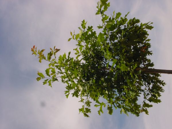 Rubra