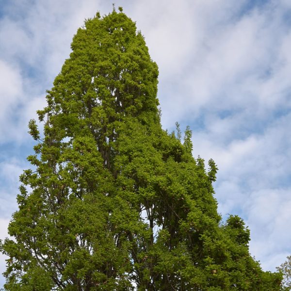 Robur ‘Fastigiata’