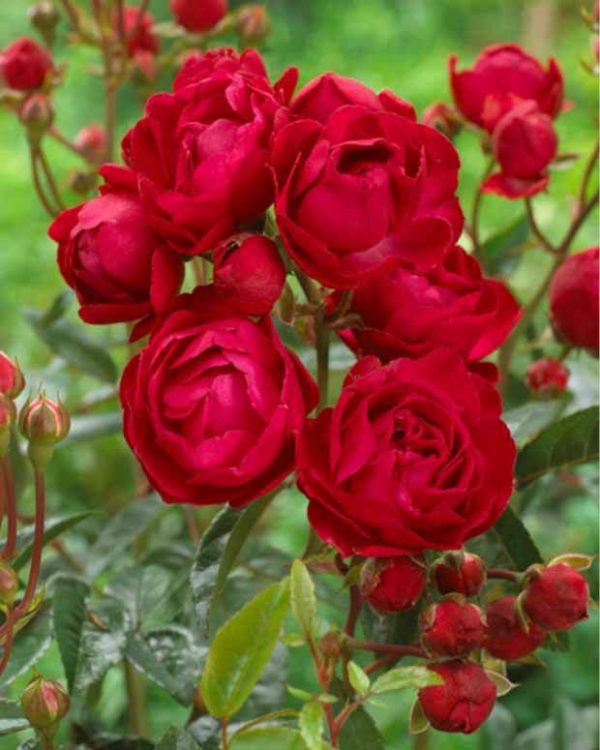 ROSE DE PEROUGES ® Laperou CLING