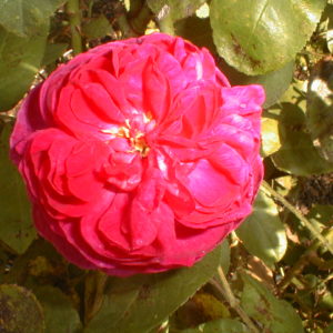 ROSE DE RESCHT