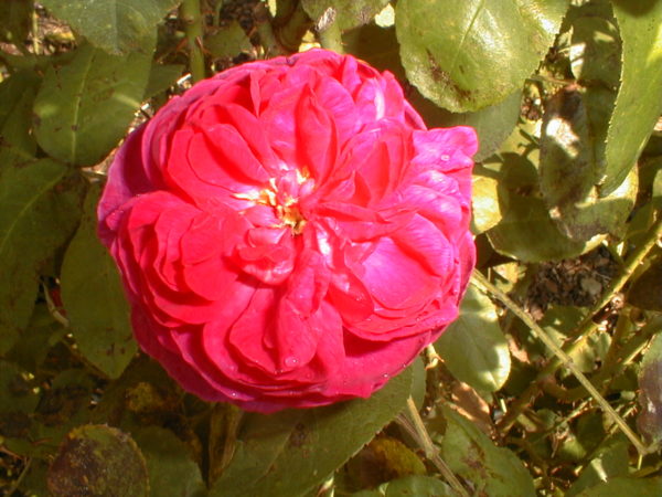 ROSE DE RESCHT