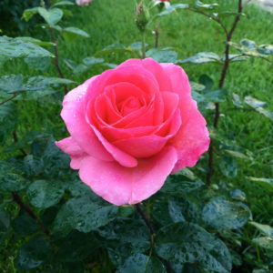 ROSE DU MERITE ® Adasimerit