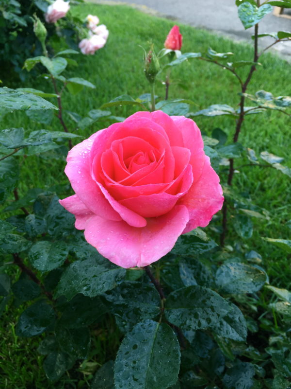 ROSE DU MERITE ® Adasimerit