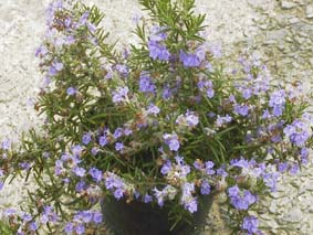 Corsican Blue