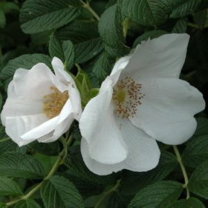 RUGOSA ALBA