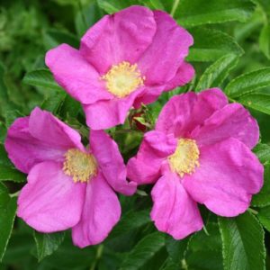 RUGOSA RUBRA