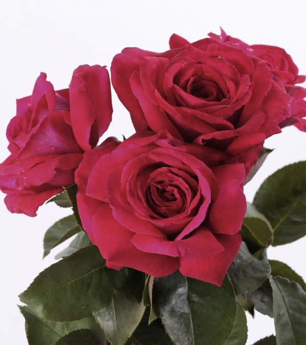 REINE DES PARFUMS ® Ora 9898B
