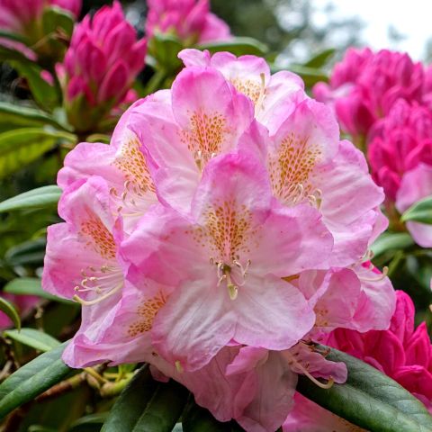 Rhododendron nain