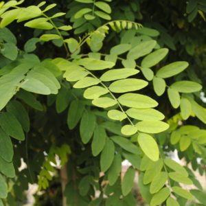 Pseudoacacia ‘Umbraculifera’