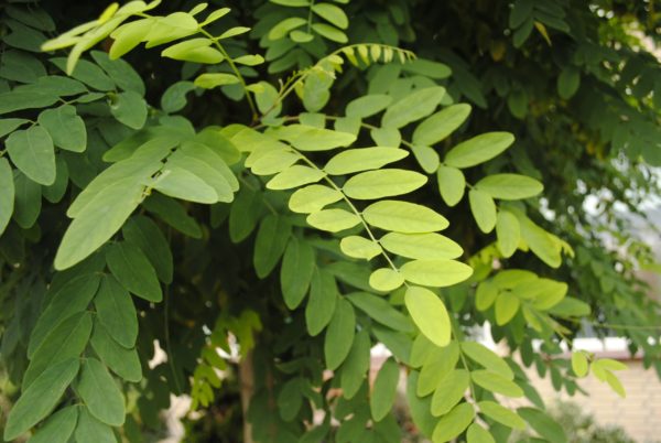 Pseudoacacia ‘Umbraculifera’