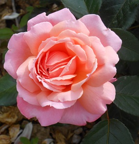 ROSE DE CORNOUAILLE ® Harhandy