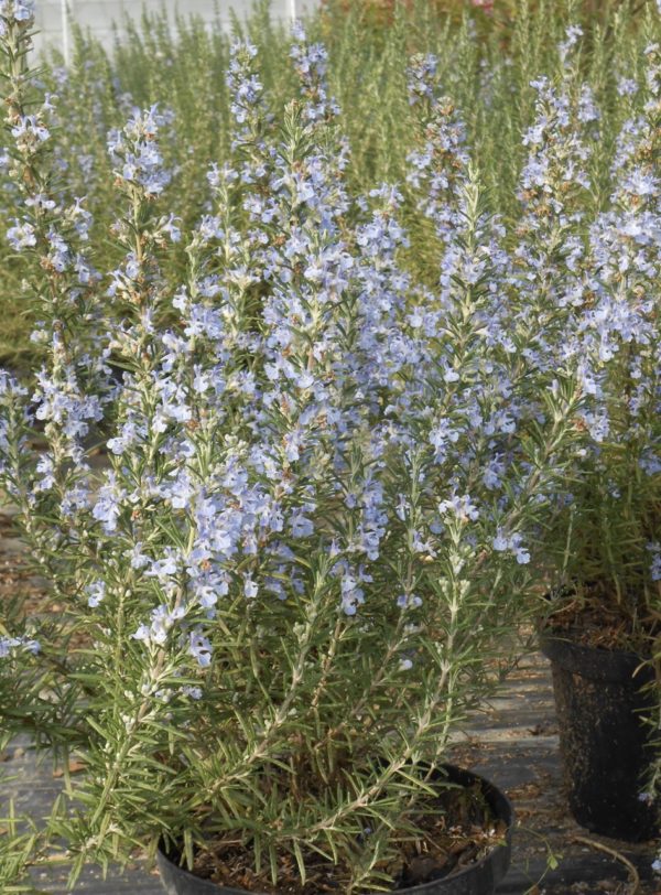 Officinalis