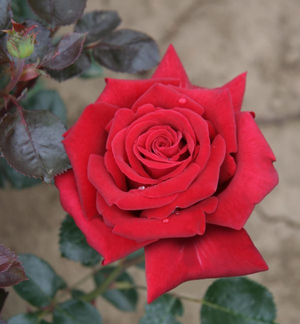 ROUGE ADAM ® Adahuin