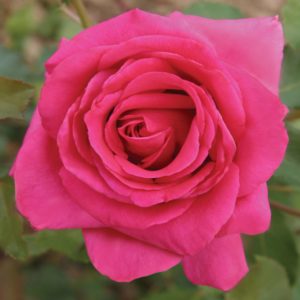 ROYAL ROSE ® Saucapour