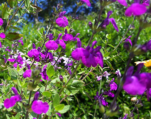 Microphylla Violet