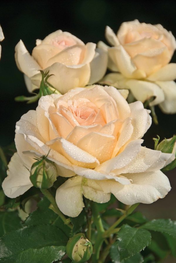 SWEET LOVE ® Harmisty