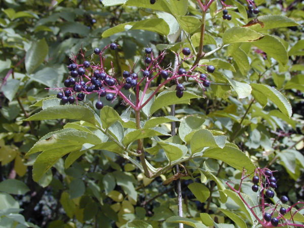 Nigra