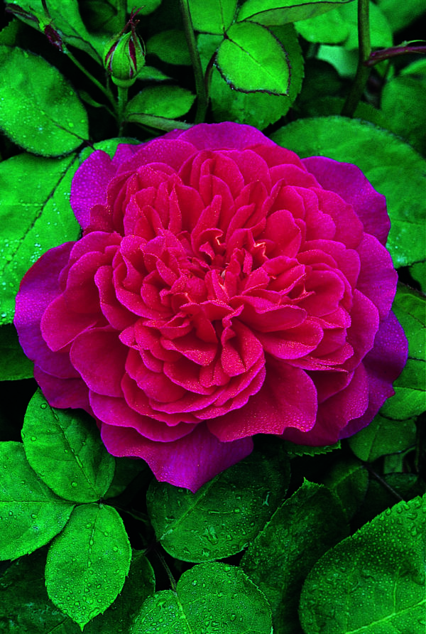 SOPHY'S ROSE ® Auslot