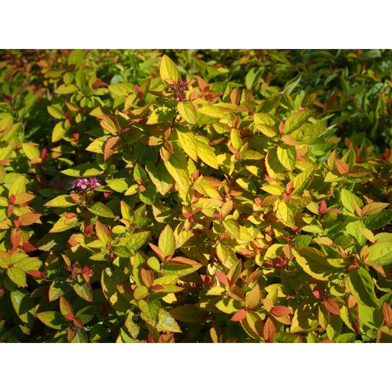 Japonica ‘Sparkling carpet’ ®