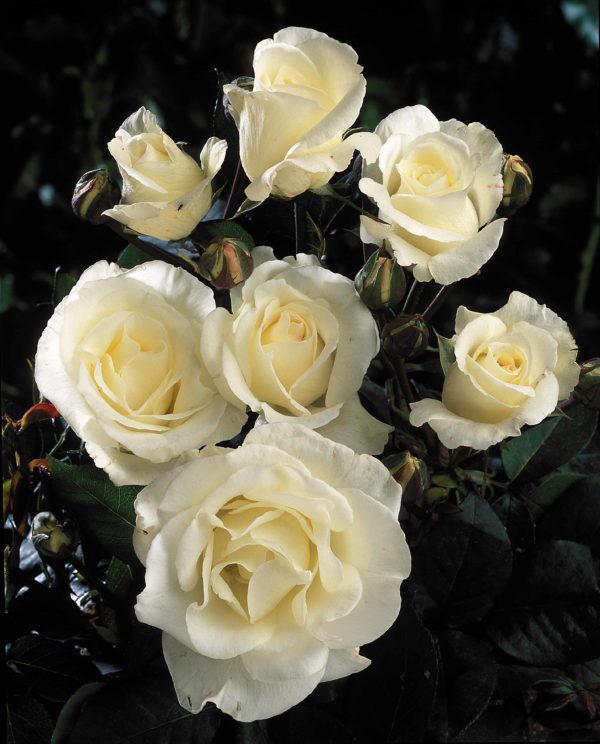 THERESE DE LISIEUX ® Orablan