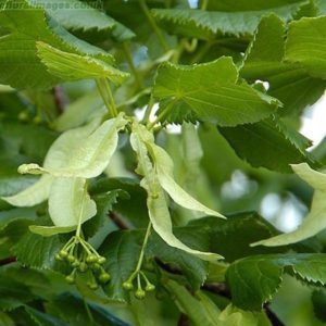 Platyphyllos et Sélection fastigiée