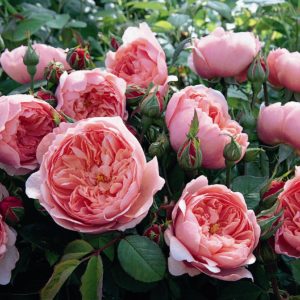 THE ALNWICK ROSE ® Ausgrab