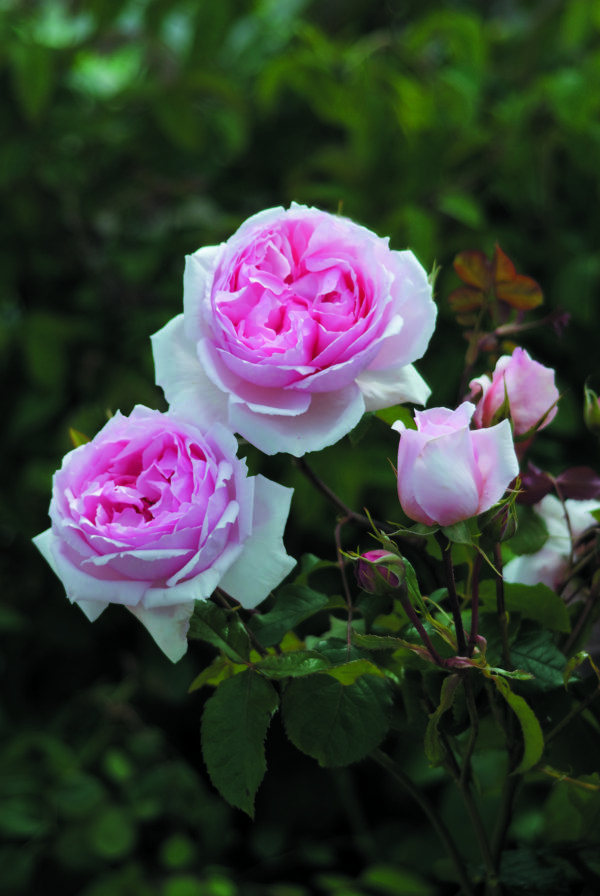 THE WEDGOOD ROSE ® Asjosiah