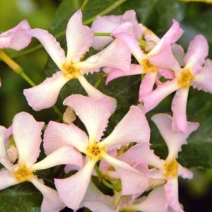 Jasminoides rose