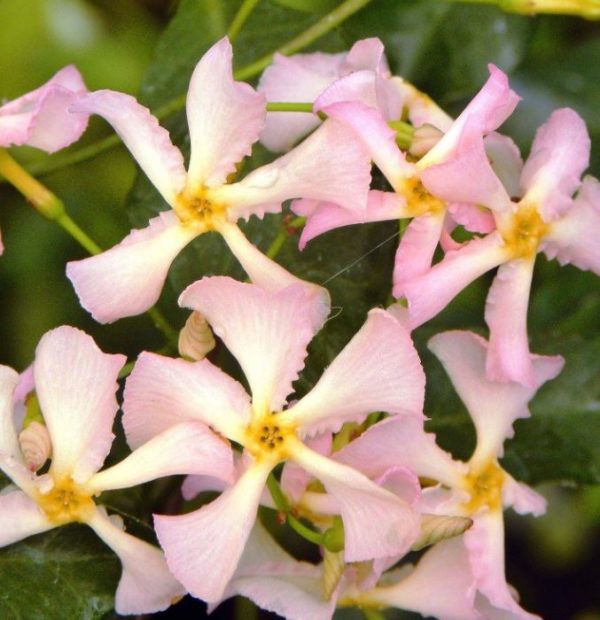 Jasminoides rose