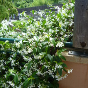 Jasminoides blanc