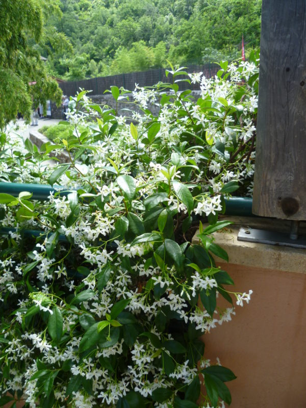 Jasminoides blanc
