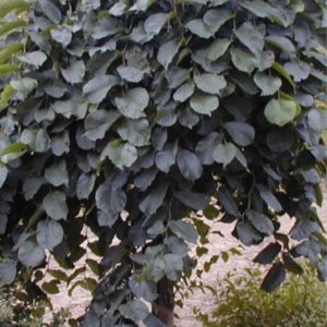 Glabra pendula