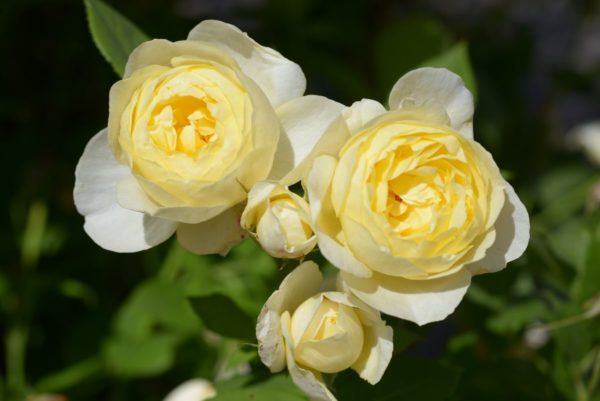 VANESSA BELL ® Auseasel