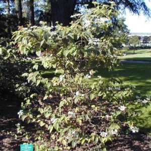 Plicatum ‘Watanabé’