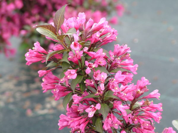 Florida Minor Black 'Verweig' ®