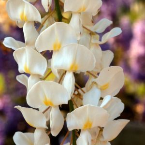 Sinensis Alba