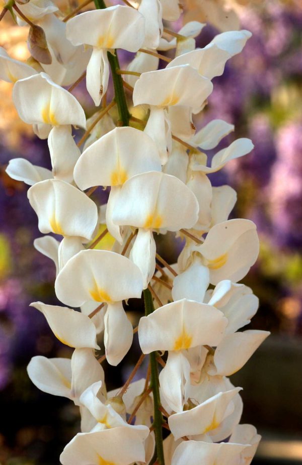 Sinensis Alba