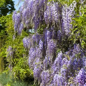 Floribunda ‘Macrobotrys